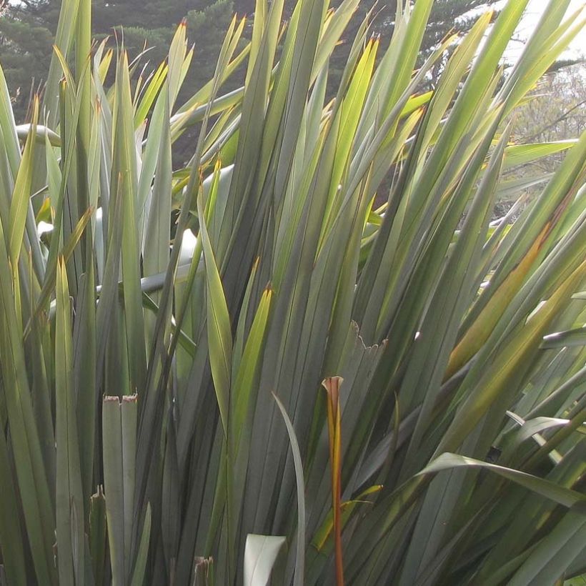 Phormium tenax - Lino della Nuova Zelanda (Fogliame)