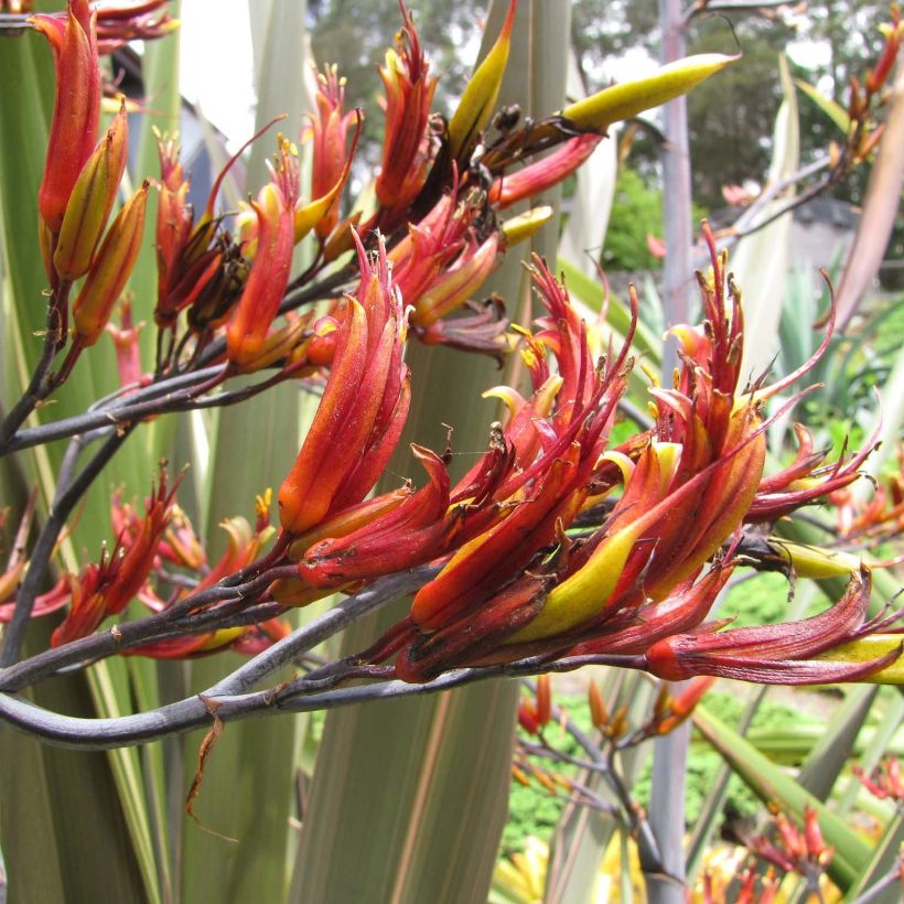 Phormium tenax - Lino della Nuova Zelanda (Fioritura)