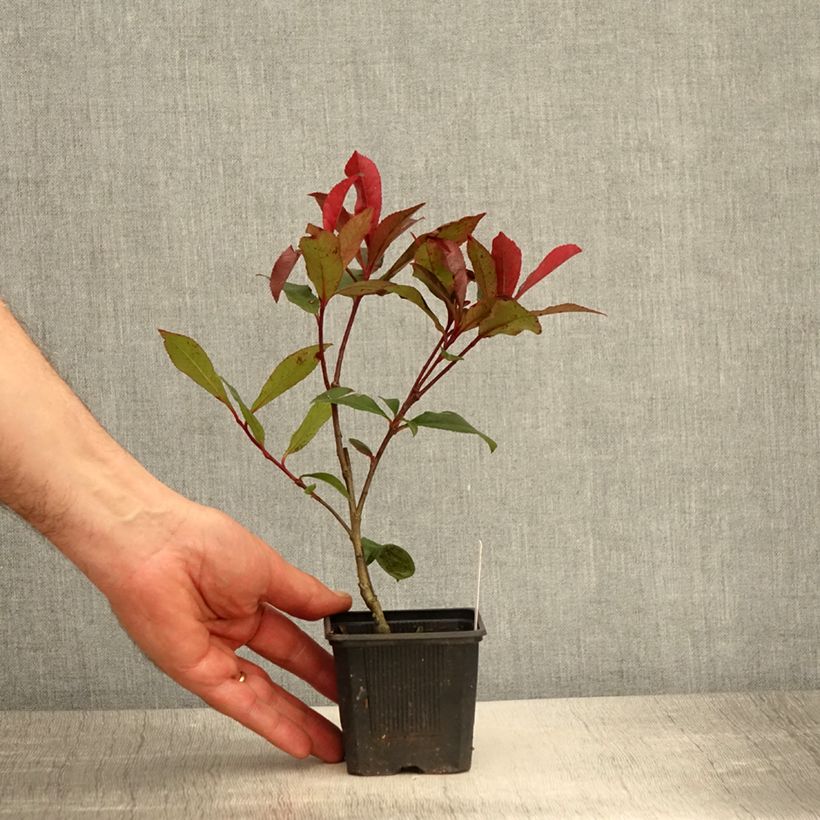 Photinia fraseri Carré Rouge - Godet de 8/9 cm esemplare consegnato in primavera