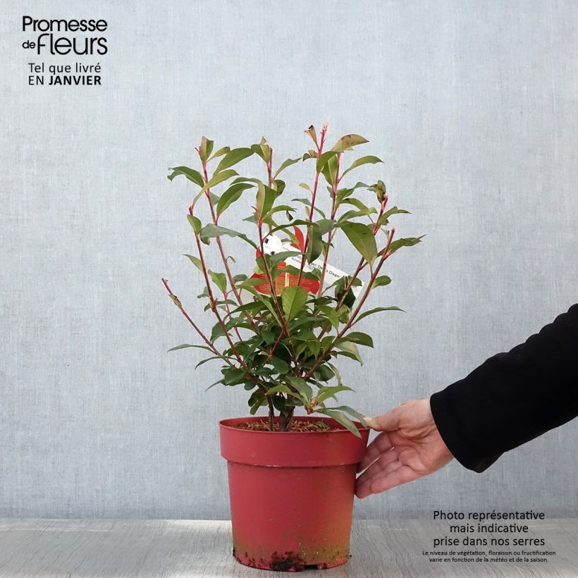 Photinia fraseri Devil's Dream Pot de 3L/4L esemplare consegnato in inverno