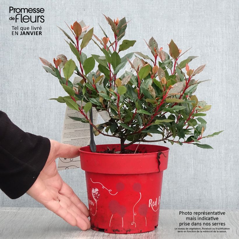 Photinia fraseri Red Ballcoon - Pot de 2L/3L esemplare consegnato in inverno