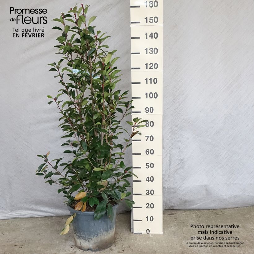 Photinia fraseri Red Robin 100/125cm en pot de 12L esemplare consegnato in inverno