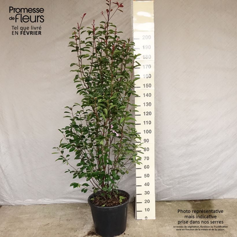 Photinia fraseri Red Robin 150/175cm en pot de 20/25L esemplare consegnato in inverno