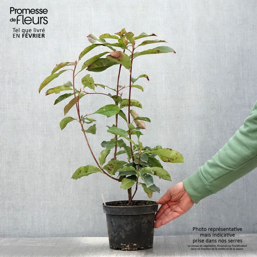 Photinia fraseri Red Select - Pot de 3L/4L - esemplare consegnato in inverno