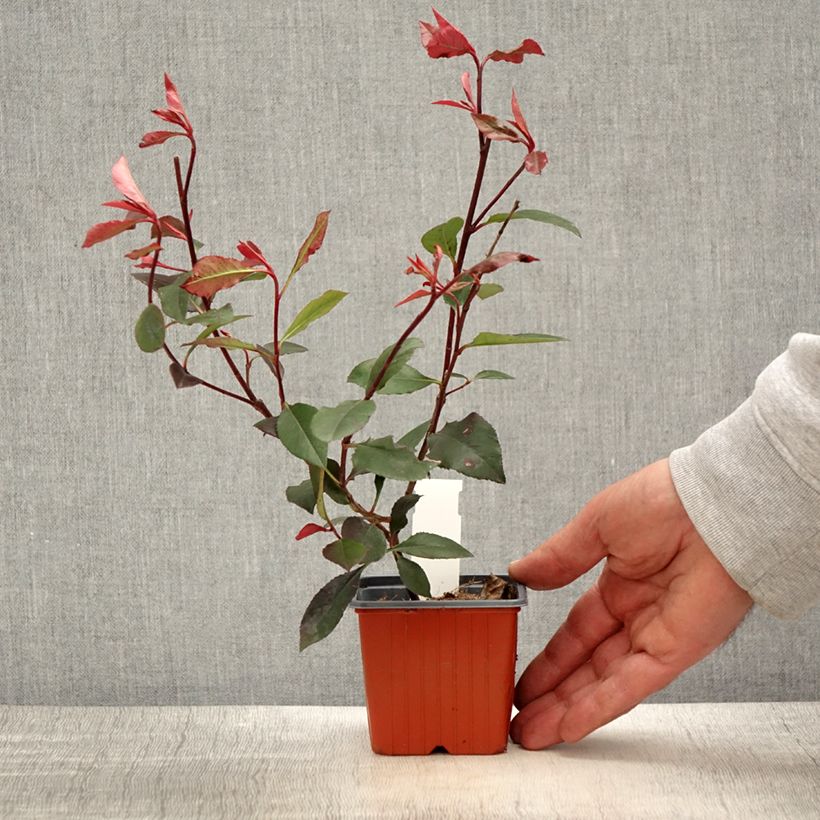 Photinia Little Red Robin - Godet de 8/9 cm esemplare consegnato in primavera