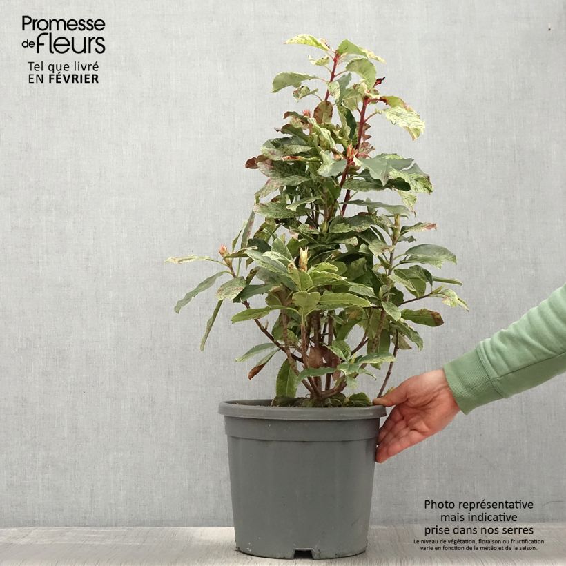 Photinia serratifolia Pink Crispy en pot de 10L esemplare consegnato in inverno