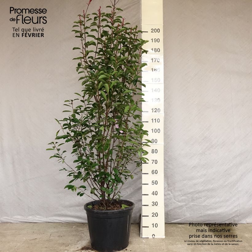 Photinia x fraseri Red Robin 200/250cm en pot de 55L esemplare consegnato in inverno