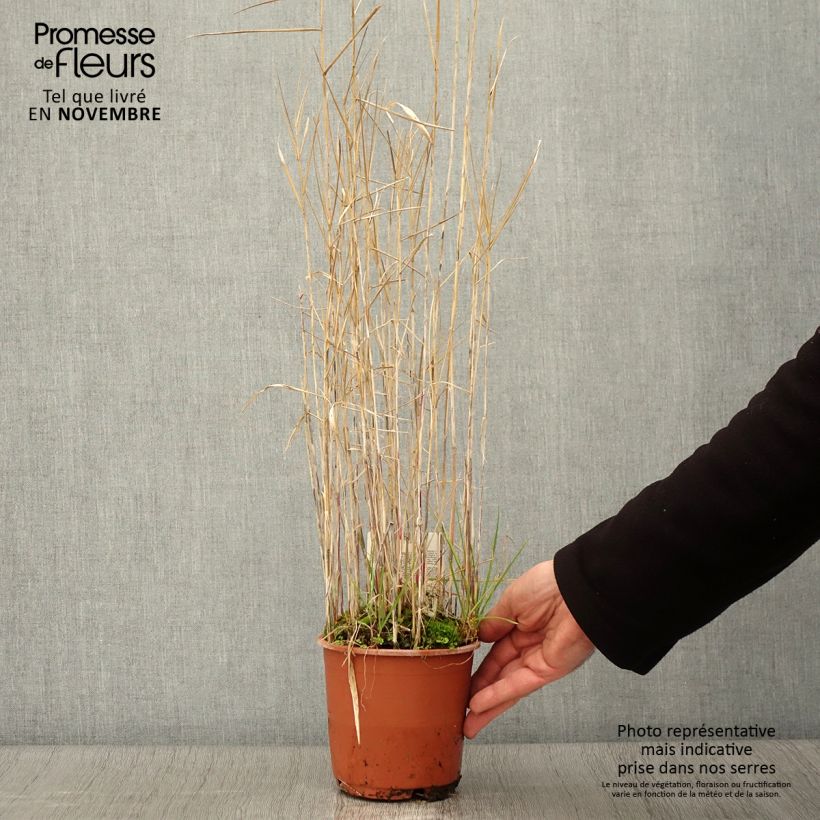 Esemplare di Phragmites australis - Roseau commun Pot de 1L/1.5L come consegnato in autunno