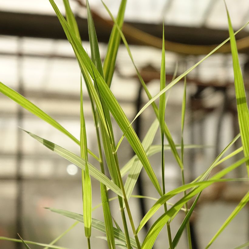 Phragmites australis Variegatus - Cannuccia di palude variegata (Fogliame)