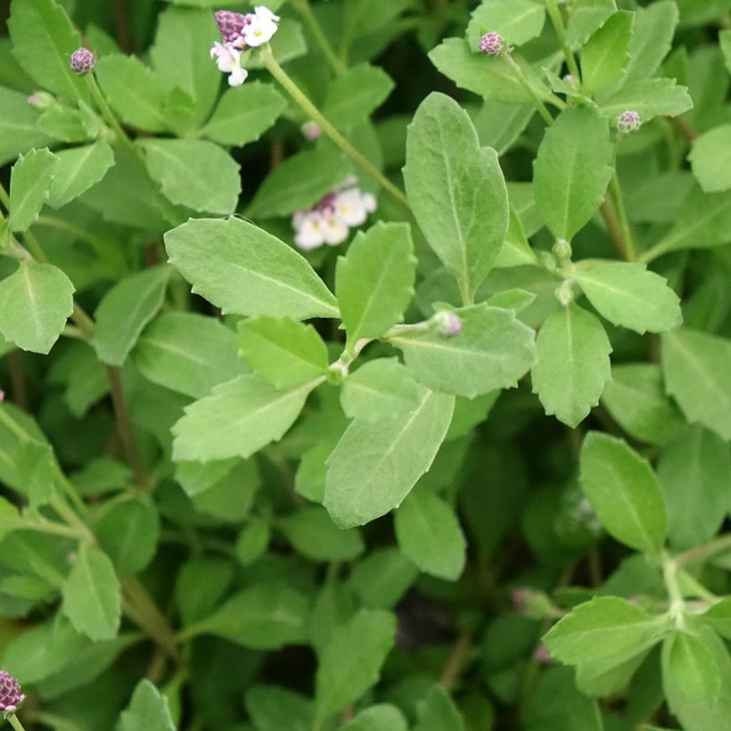 Phyla nodiflora var. canescens - Erba Luigia americana (Fogliame)