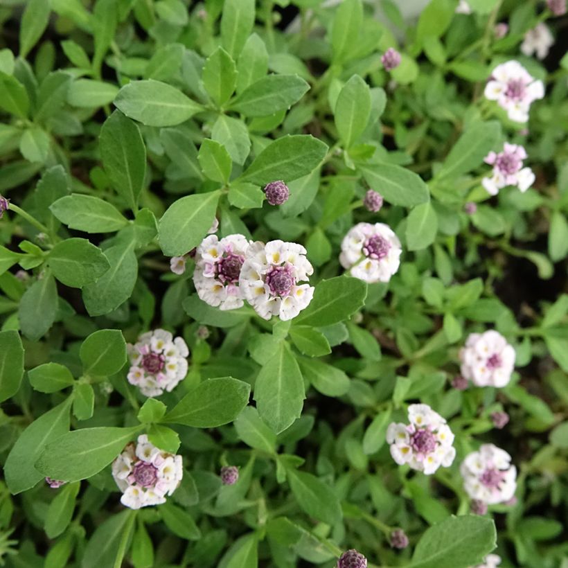 Phyla nodiflora var. canescens - Erba Luigia americana (Fioritura)