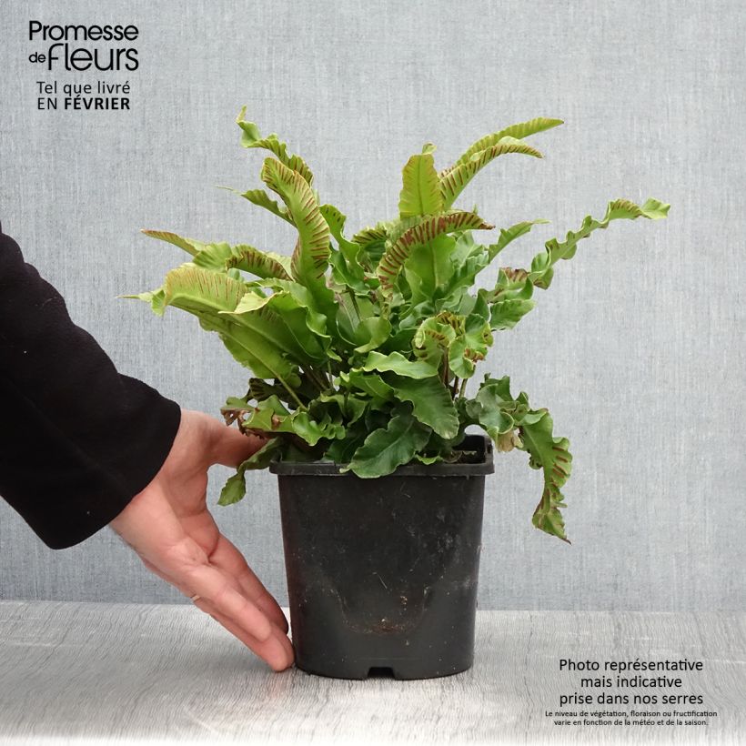 Phyllitis scolopendrium - Fougère Scolopendre - Pot de 2L/3L esemplare consegnato in inverno