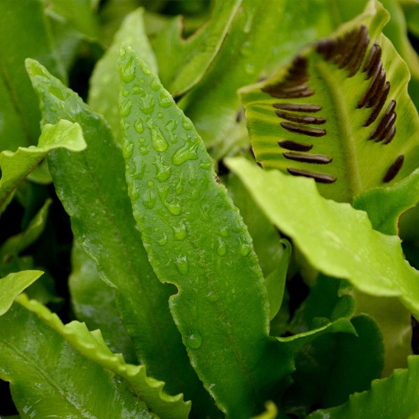 Phyllitis scolopendrium - Asplenio (Fogliame)