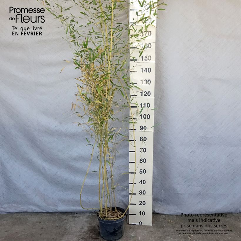 Phyllostachys aureosulcata Spectabilis pot de 4L/5L esemplare consegnato in inverno