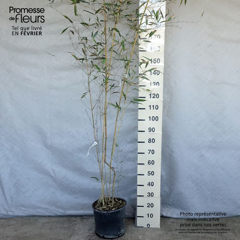 Phyllostachys aureosulcata Spectabilis pot de 7,5L 100/150 cm esemplare consegnato in inverno