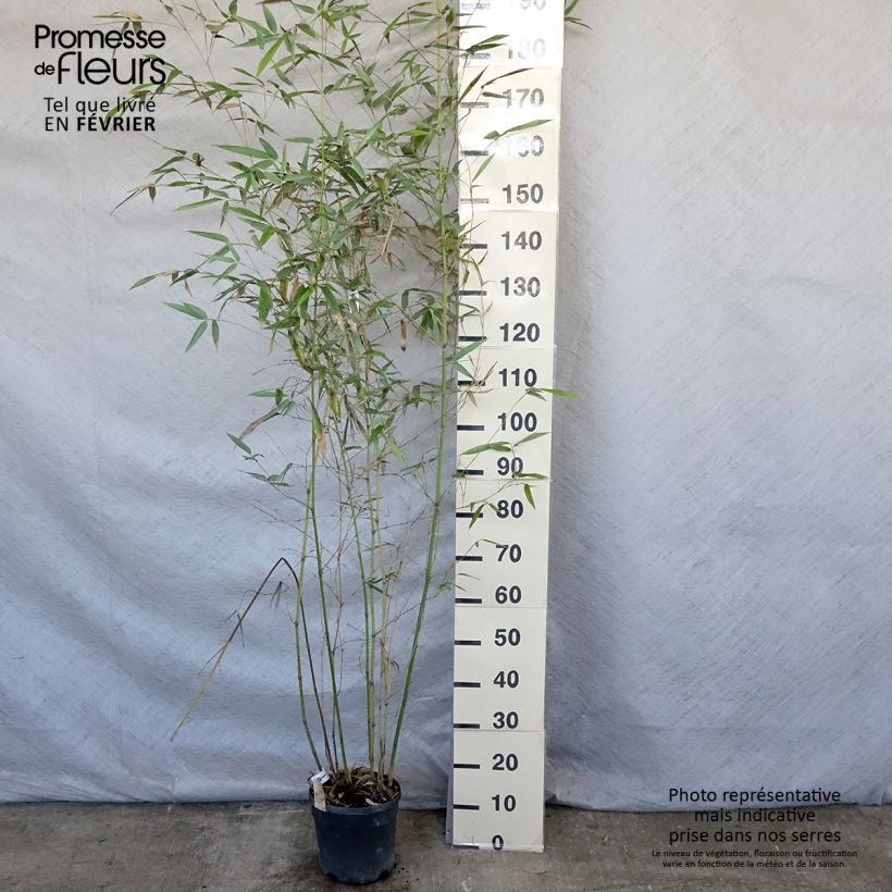 Phyllostachys glauca - Bambou moyen Pot de 4/5L esemplare consegnato in inverno