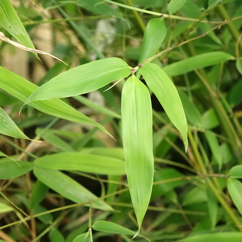 Phyllostachys glauca - Bambù blu (Fogliame)