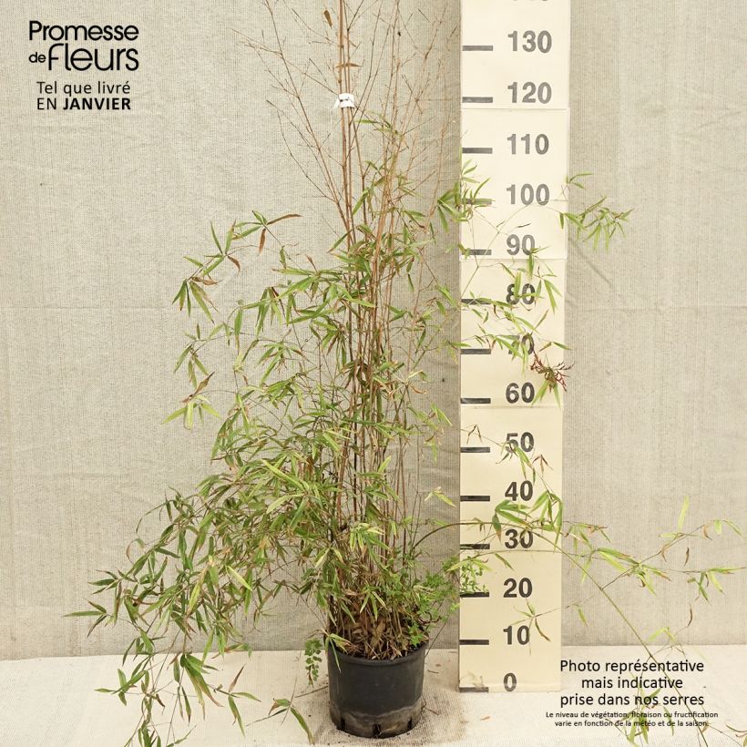 Phyllostachys humilis - Bambou moyen pot 5L 100/150 cm esemplare consegnato in inverno