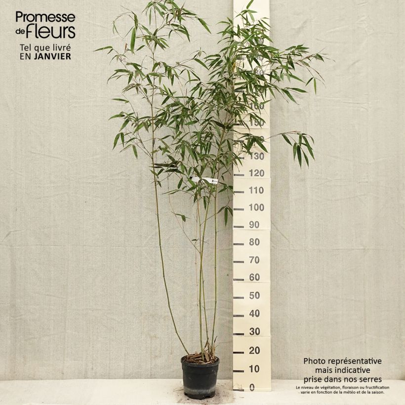 Phyllostachys iridescens - Bambou géant Pot de 4L/5L esemplare consegnato in inverno