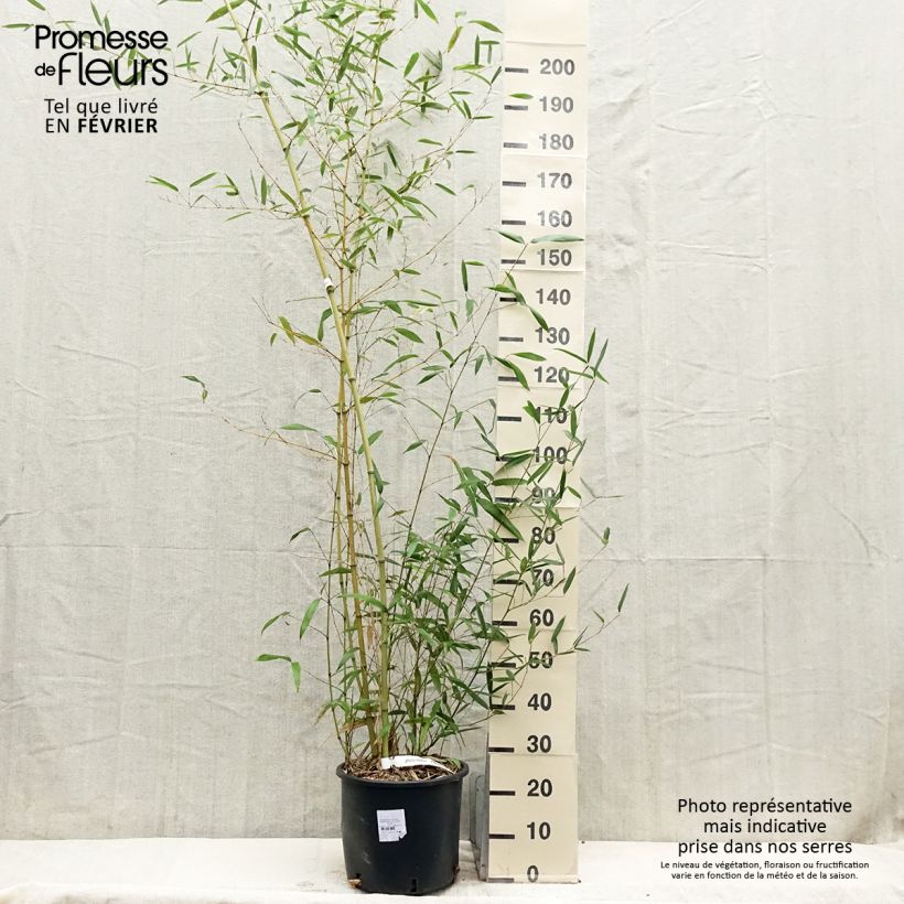 Phyllostachys parvifolia - Bambou géant - en pot de 12L/15L esemplare consegnato in inverno