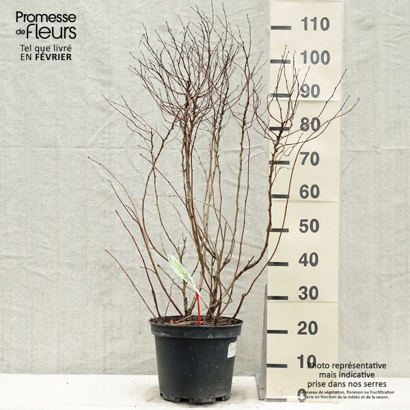 Physocarpus Dart s Gold livré en pot de 7,5L/10L esemplare consegnato in inverno