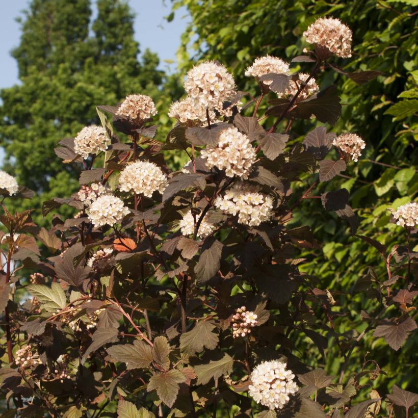 Physocarpus opulifolius Diable D'Or (Fioritura)