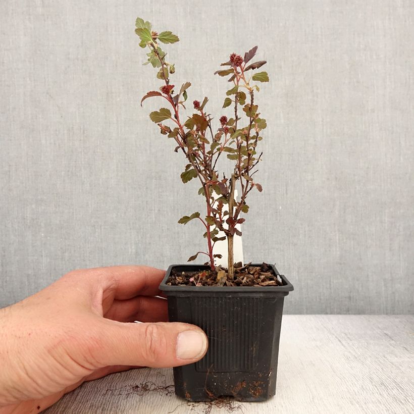 Physocarpus opulifolius Little Joker - Physocarpe nain - Godet de 8/9 cm esemplare consegnato in primavera