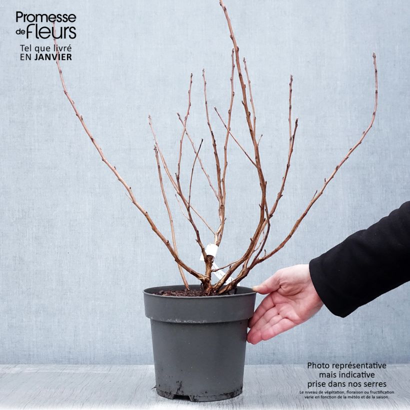 Physocarpus opulifolius Magic Ball - Physocarpe Pot de 3L/4L esemplare consegnato in inverno