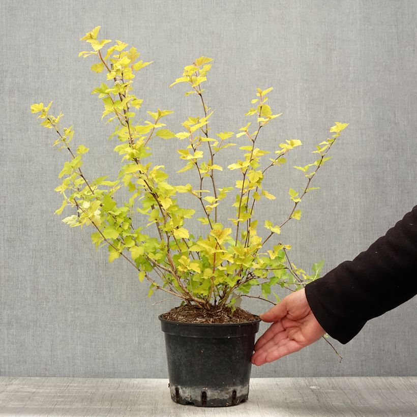 Physocarpus opulifolius Nugget - Physocarpe - Pot de 3L/4L - esemplare consegnato in primavera