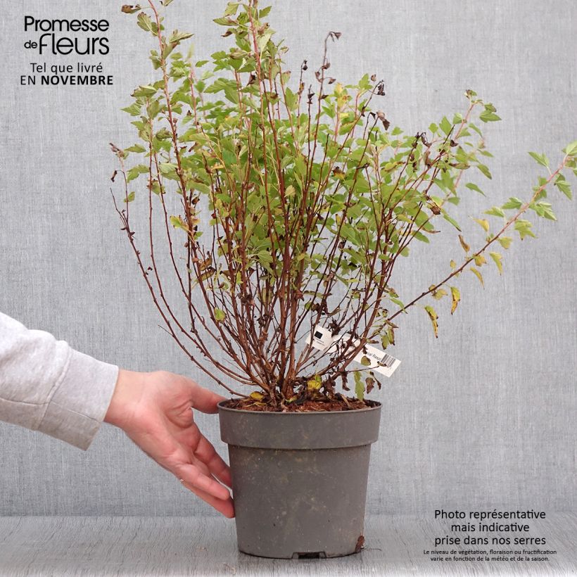 Esemplare di Physocarpus Opulifolius Raspberry Lemonade 'ZLEYel2' - Physocarpe à feuilles d'obier - Pot de 3L/4L come consegnato in autunno