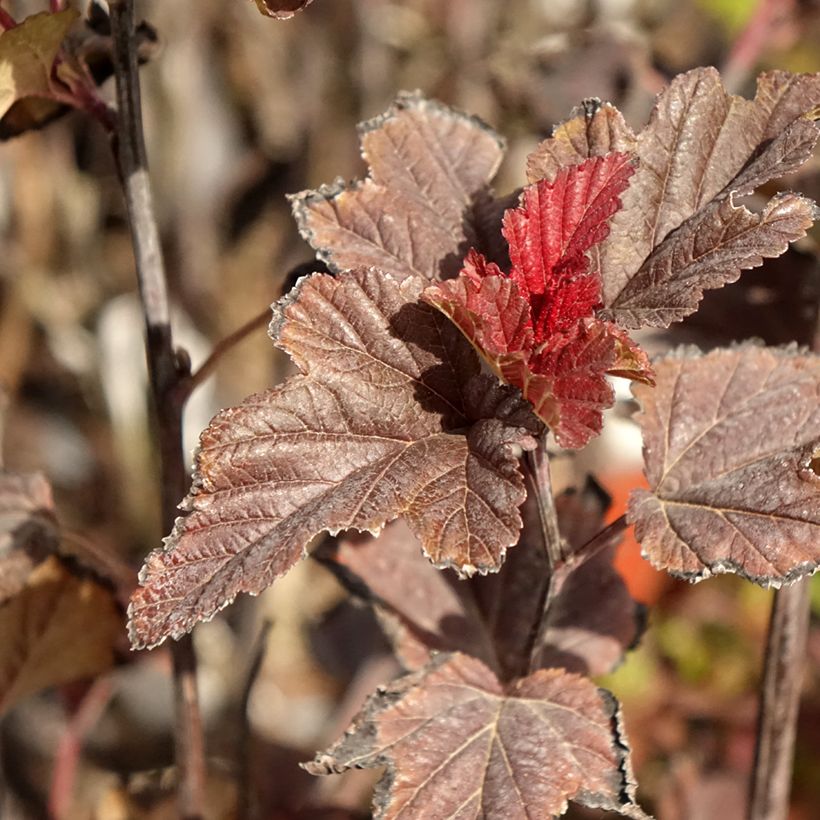 Physocarpus opulifolius Red Baron (Fogliame)