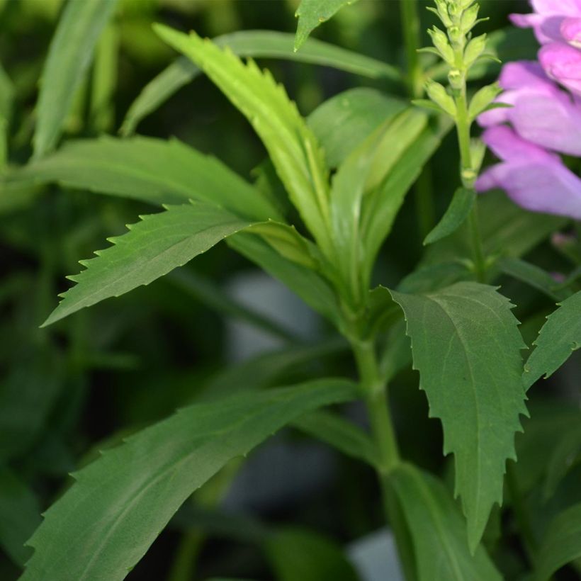 Physostegia virginiana Vivid (Fogliame)