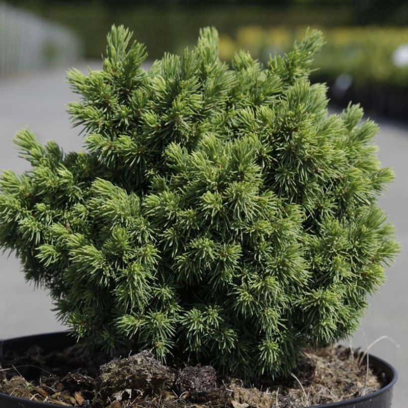 Picea abies Jalako Gold (Fogliame)