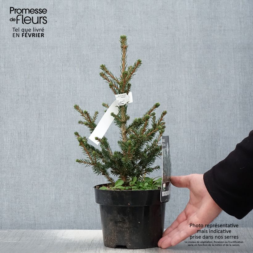 Picea abies Will's Zwerg - Épicéa commun en pot de 2L/3L esemplare consegnato in inverno