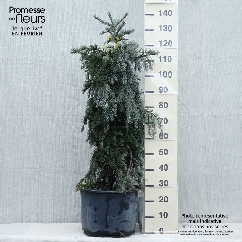 Picea breweriana - Epicéa de Brewer - Pot esemplare consegnato in inverno