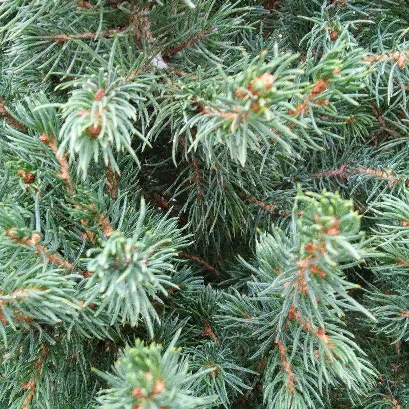 Picea glauca December (Fogliame)