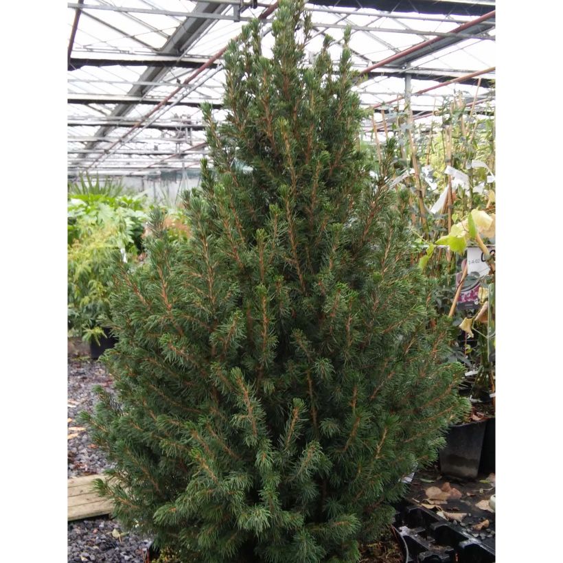 Picea glauca December (Porto)