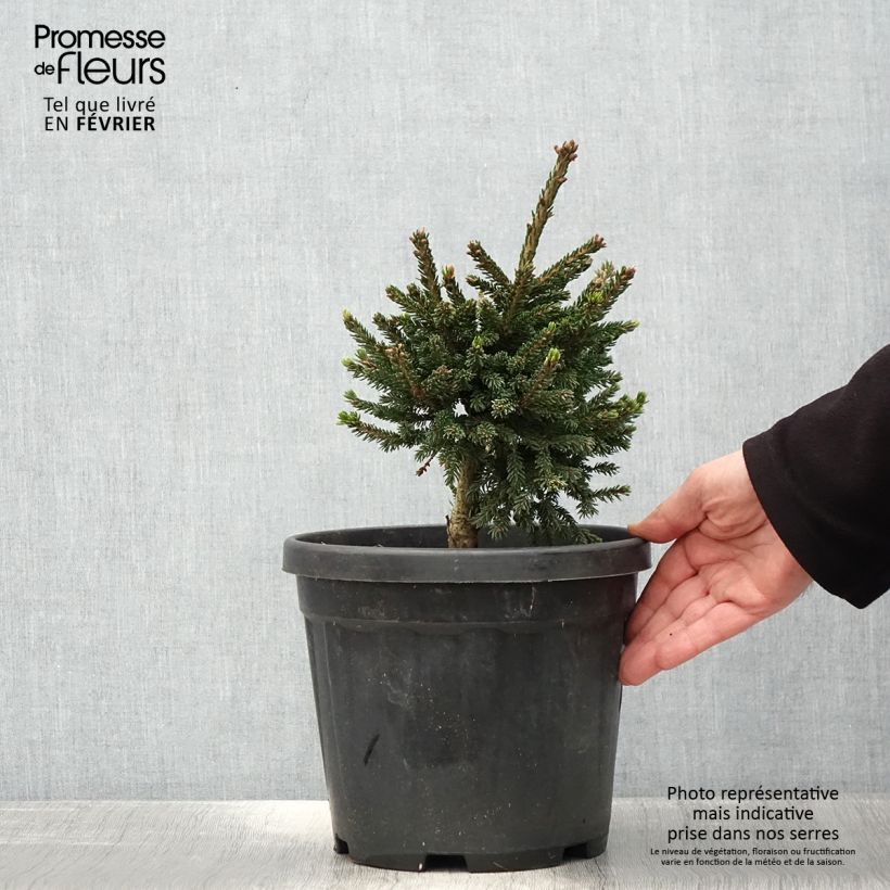 Picea orientalis Barnes - Sapinette d'Orient Pot de 3L/4L esemplare consegnato in inverno