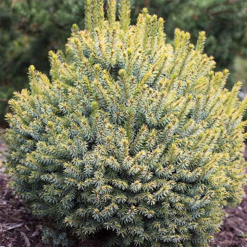 Picea sitchensis Midget (Fogliame)