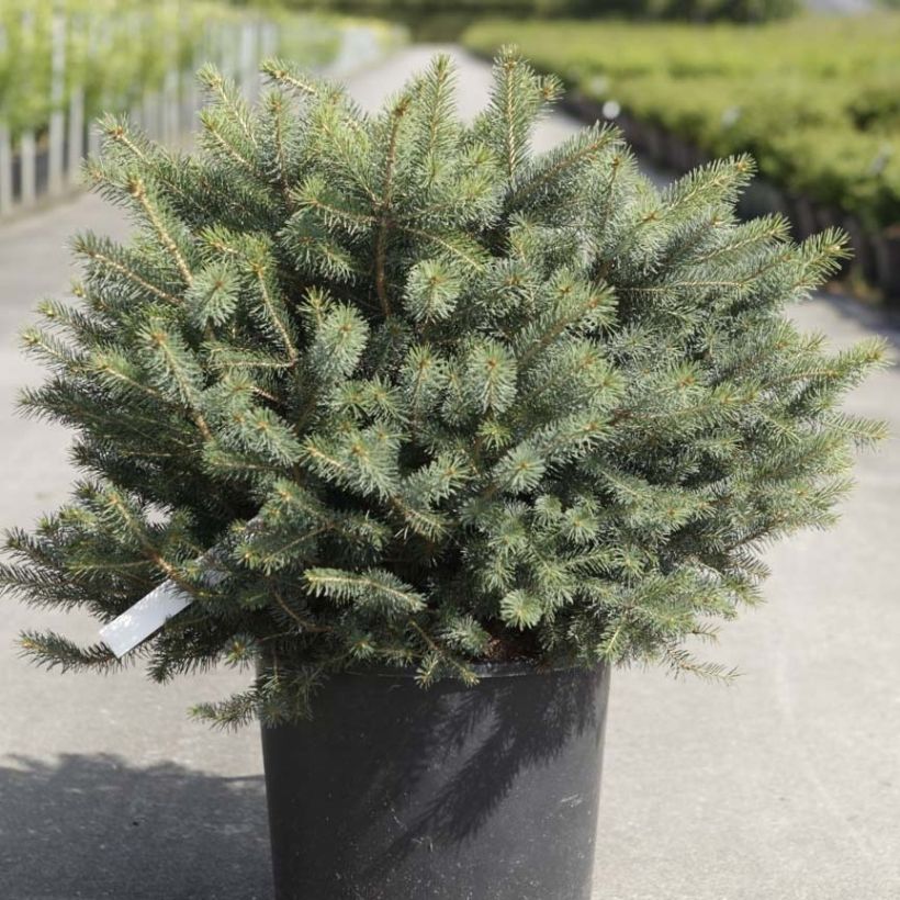 Picea sitchensis Nana (Porto)