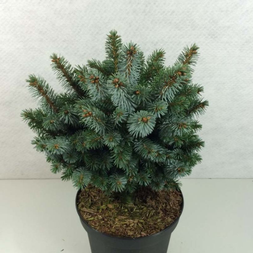 Picea sitchensis Silberzwerg (Porto)