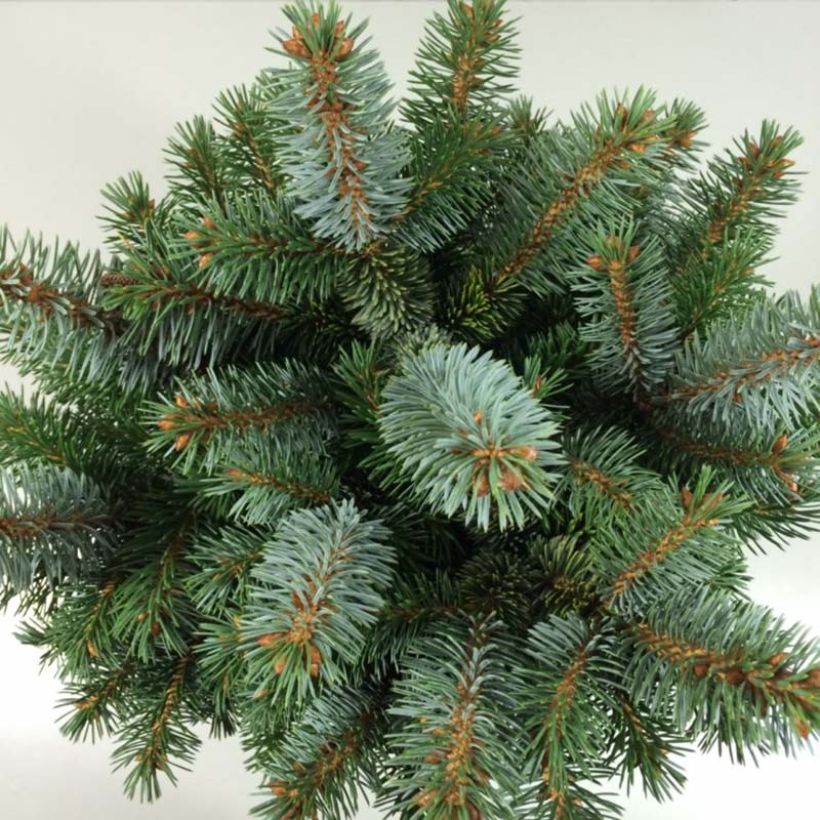 Picea sitchensis Silberzwerg (Fogliame)