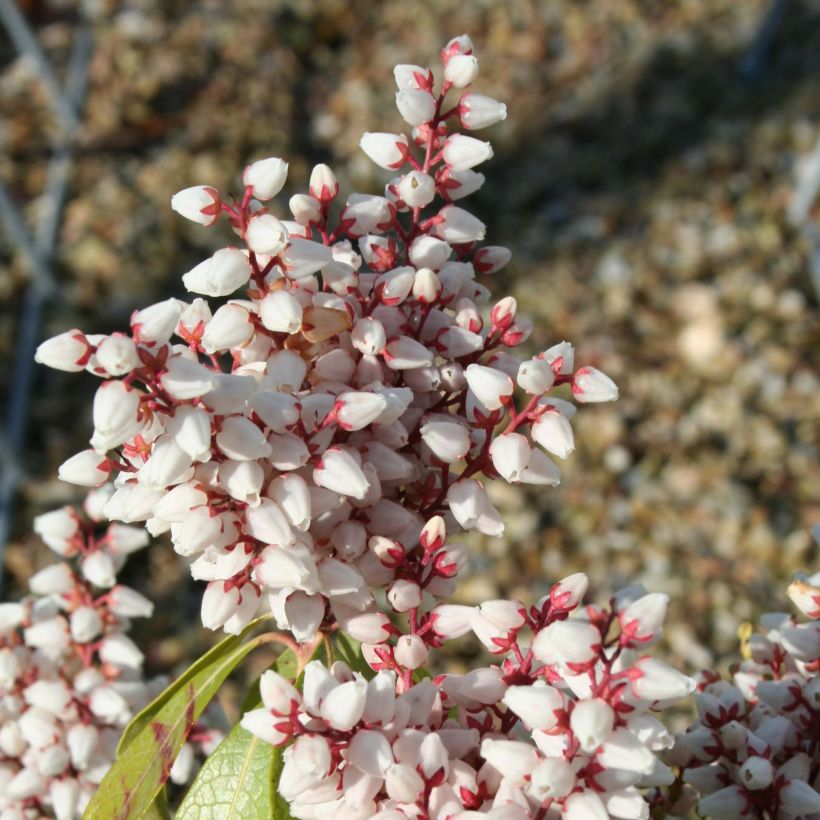 Pieris japonica Bonfire (Fioritura)