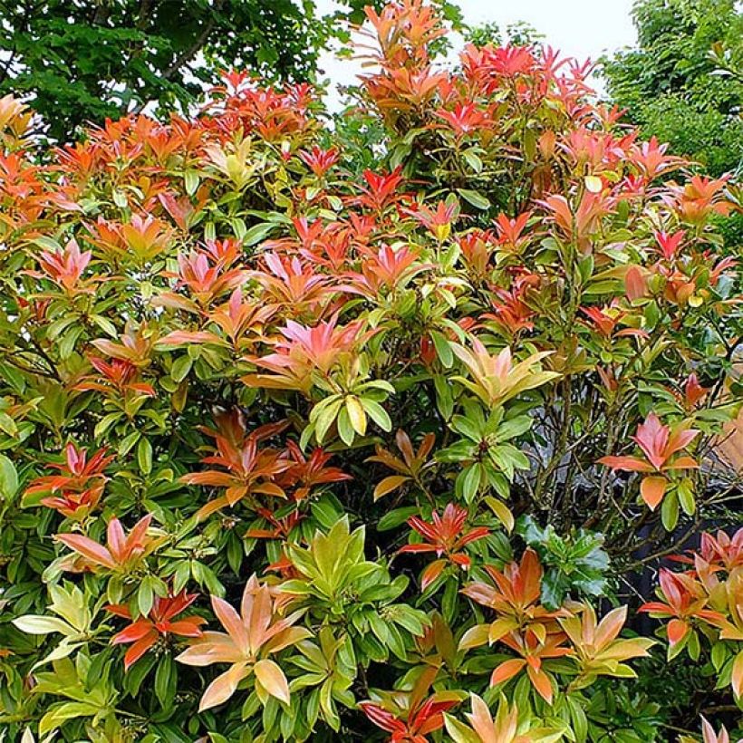 Pieris japonica Forest Flame (Porto)