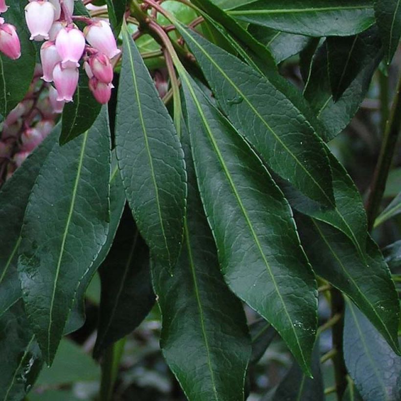 Pieris japonica Pink passion (Fogliame)