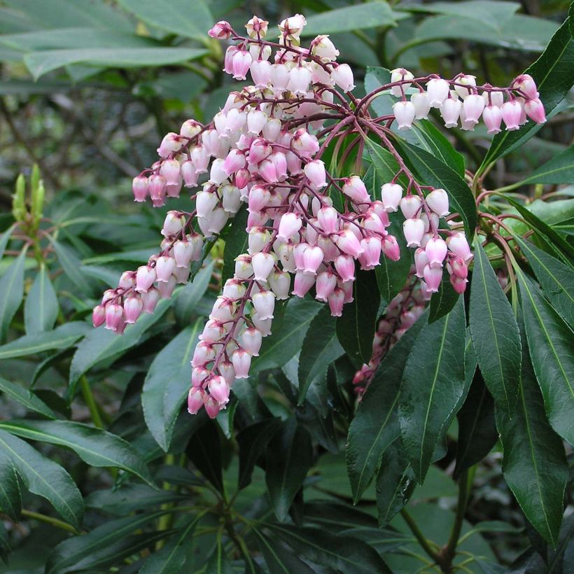 Pieris japonica Pink passion (Fioritura)