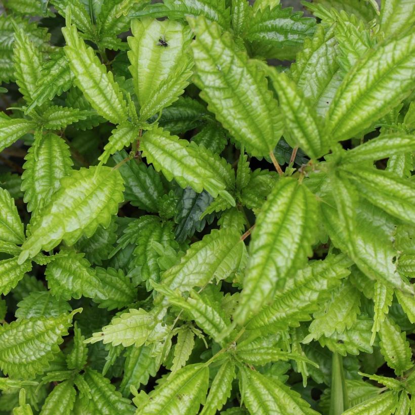 Pilea matsudai Taiwan Silver (Fogliame)