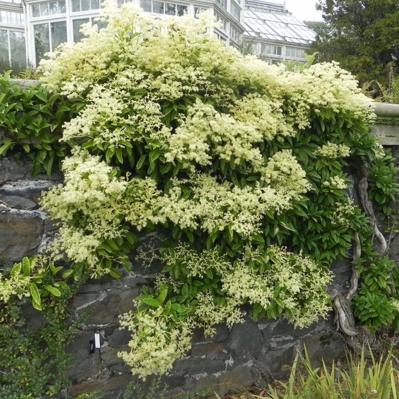 Pileostegia viburnoides (Porto)