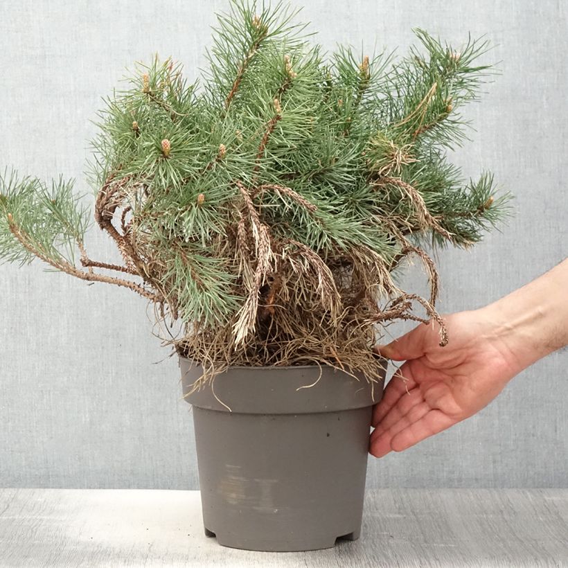 Pin à crochets ou Pin de Briançon - Pinus uncinata - Pot de 4L/5L esemplare consegnato in primavera