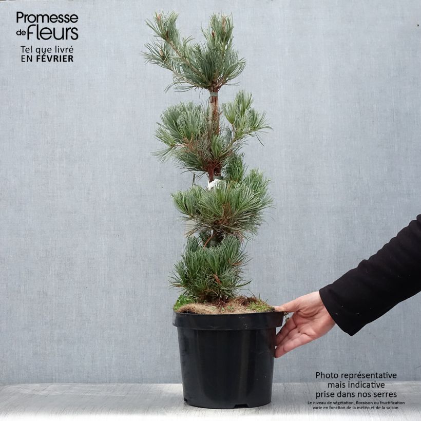 Pin blanc des japonais - Pinus parviflora Tempelhof Pot de 7,5L/10L esemplare consegnato in inverno